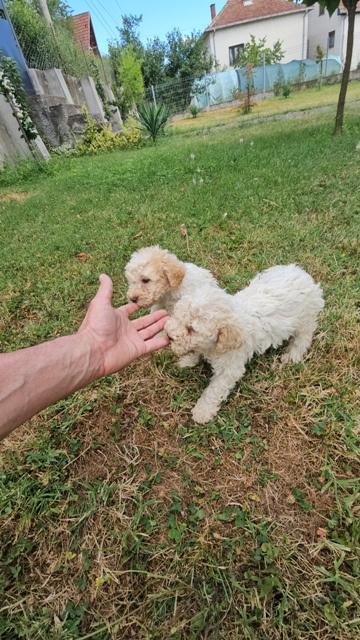Lagotto-Romagnolo--kvalitetni-štenci