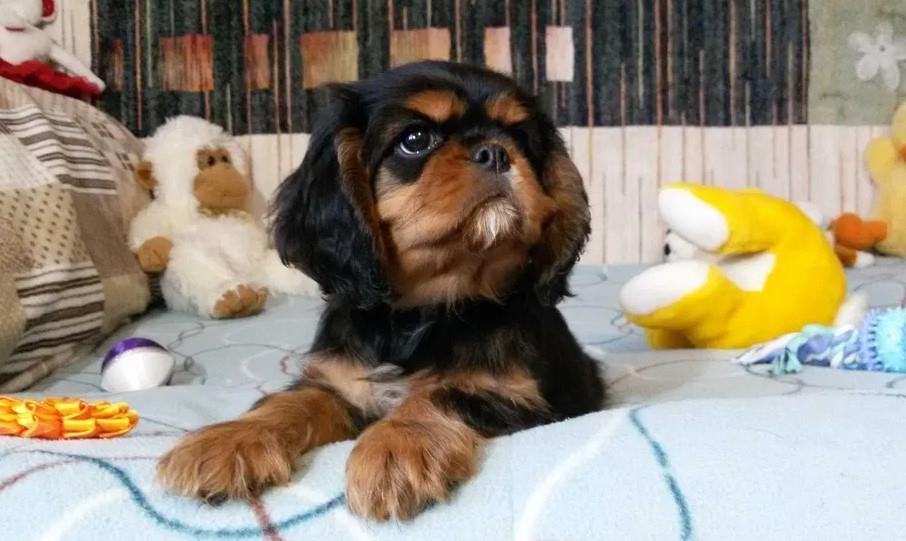 Mops-i-kavalirski-španijel-štenci-na-prodaju