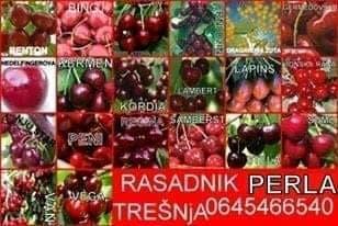RASADNIK-PERLA