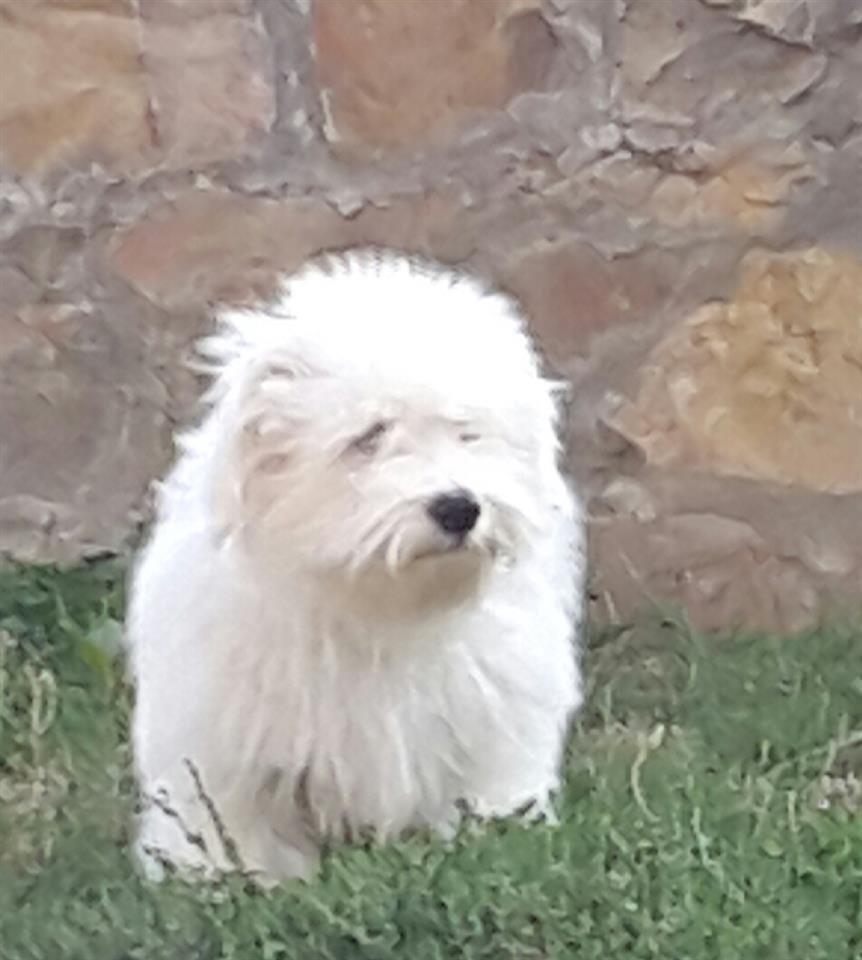 Coton-de-Tulear
