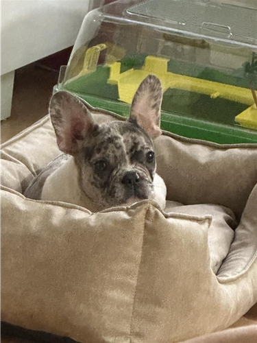 francuski buldog