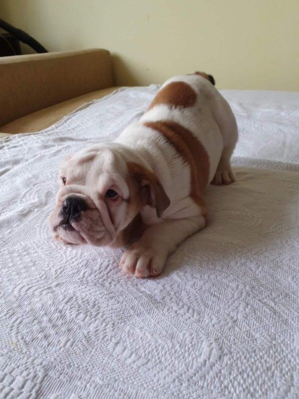 Engleski-buldog