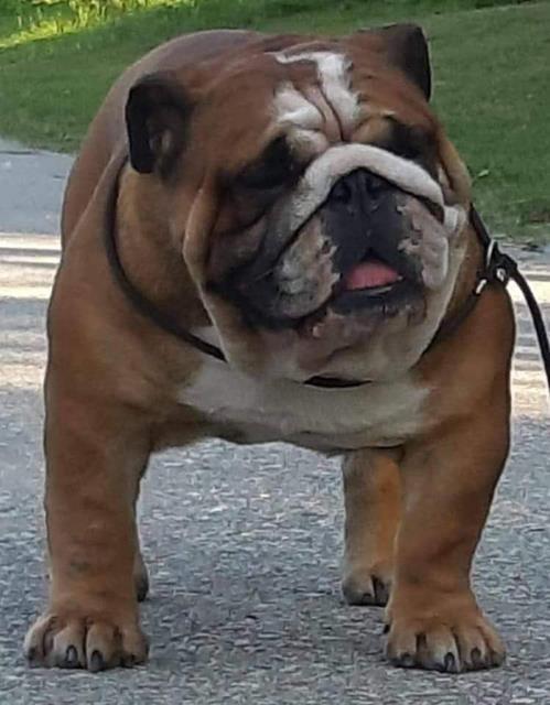 Engleski-buldog-prelepa-stenad-