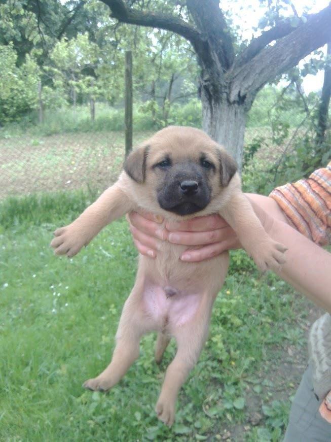 Malinoa-labrador-mešanci