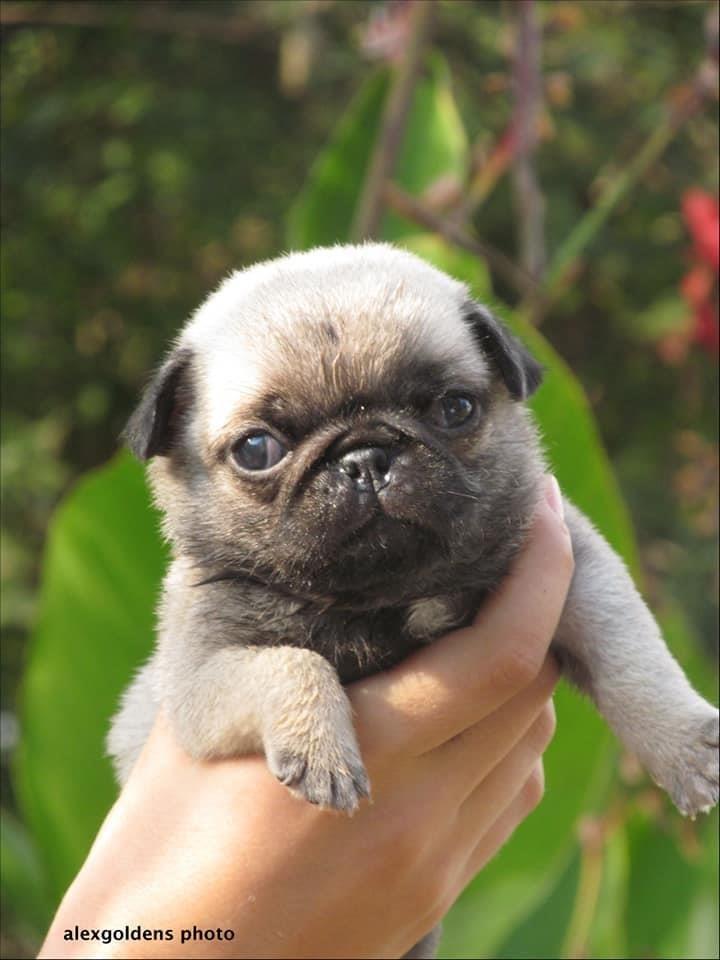 Mops-štenci