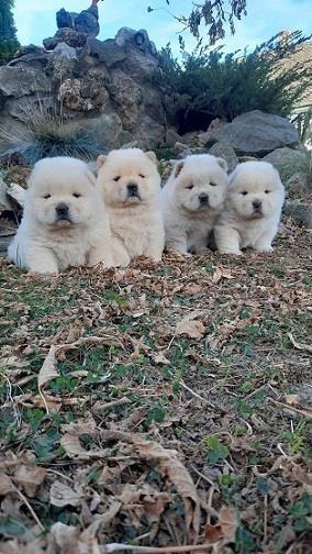 Chow-chow-cau-cau-stenad
