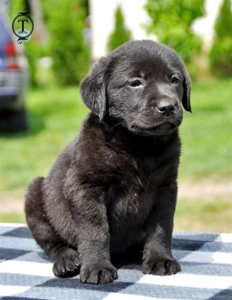 LABRADOR-ŠTENCI--IZUZETNOG-KVALITETA