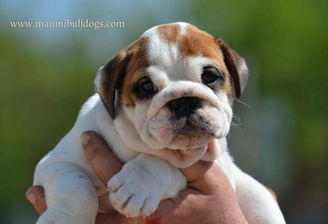 Engleski-Buldog-