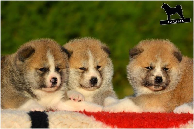 Akita-Inu-