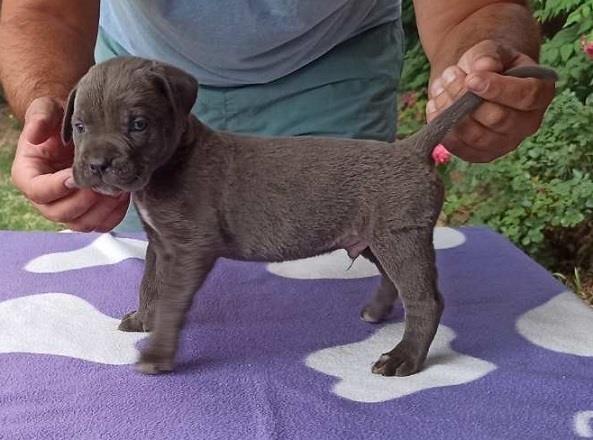Cane-corso-sivi-stenci