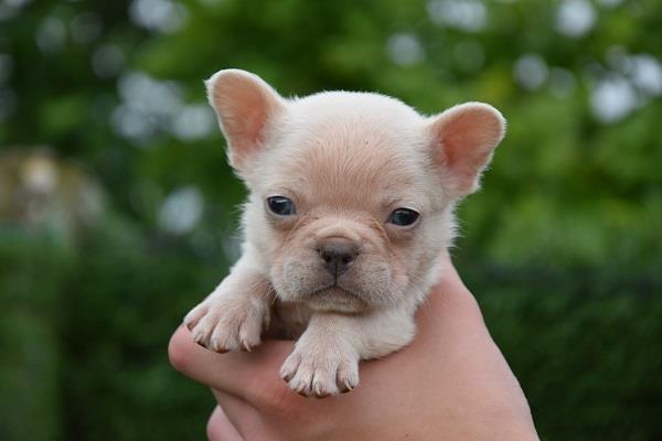 Francuski-Buldog-Fluffy-Carriers--L4-