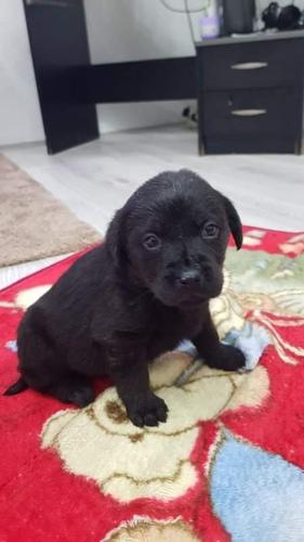 Stenci  Labradora 