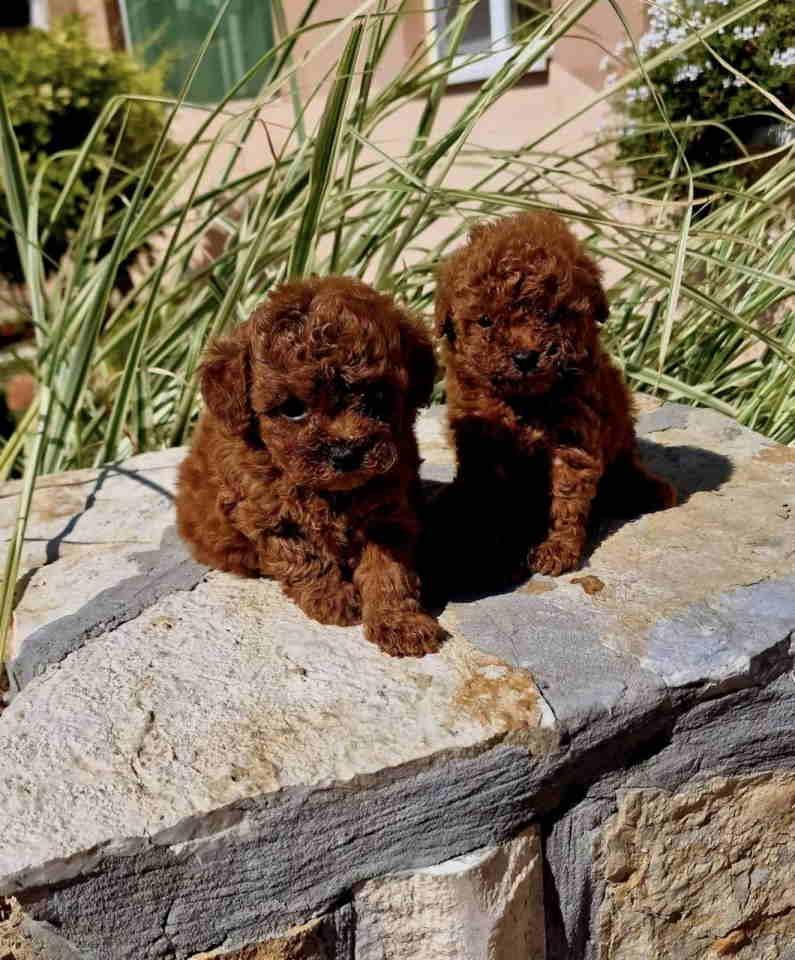 Teddy-bear-toy-PUDLE---malene--prelepe