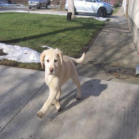 Labrador-Retriver