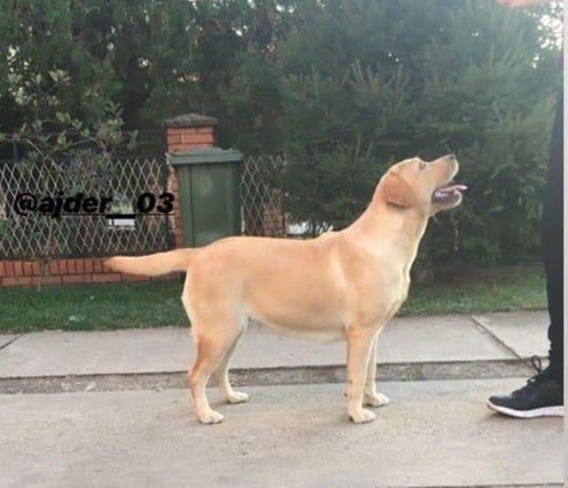 Stenci-LABRADOR-RETRIVERA