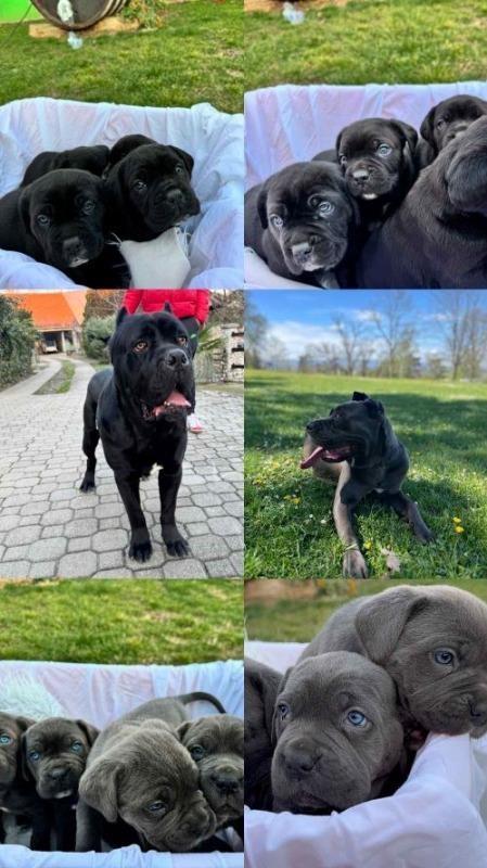 Cane-Corso-stenci