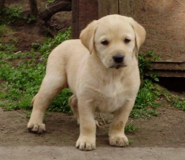 Labrador-retriver-stenad