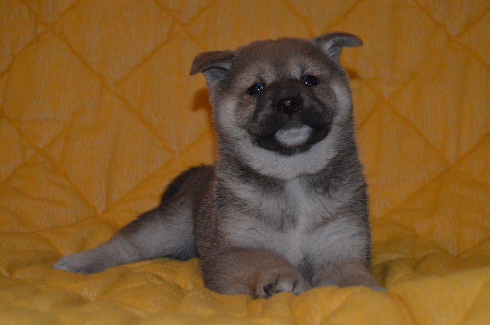 STENCI-SHIBA-INU