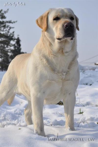 Labradori-stenad-i-mladi-psi-