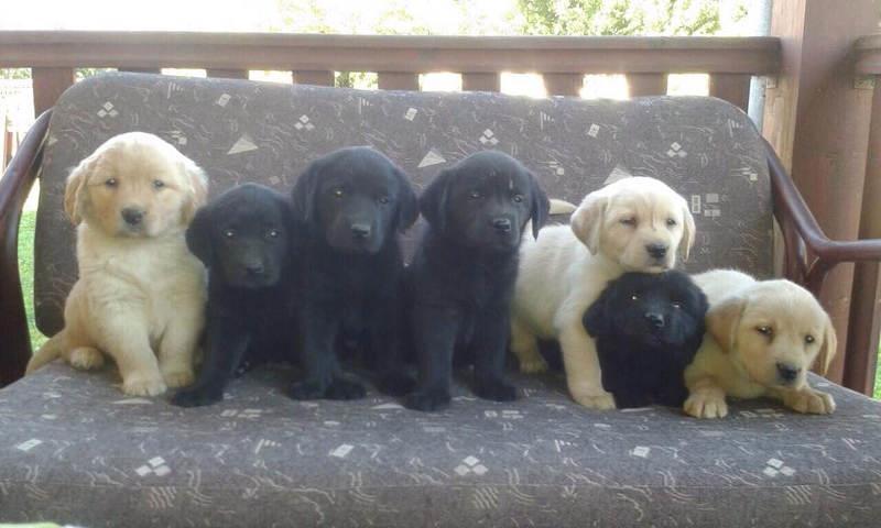 Labrador-retriver-stenci