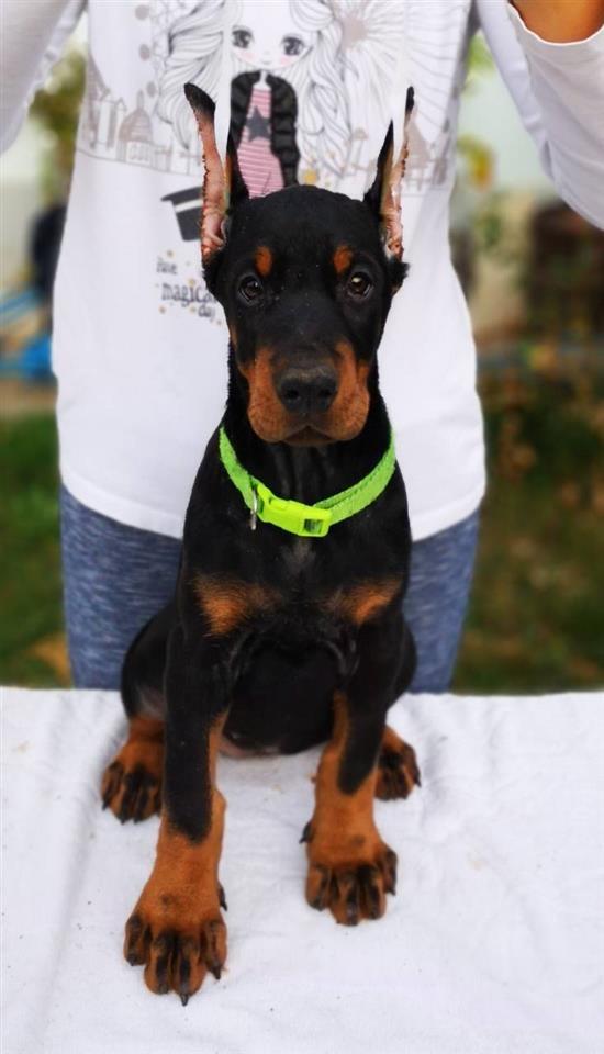 Doberman-štenci