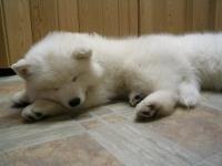 Sibirski samojed i sibirski haski