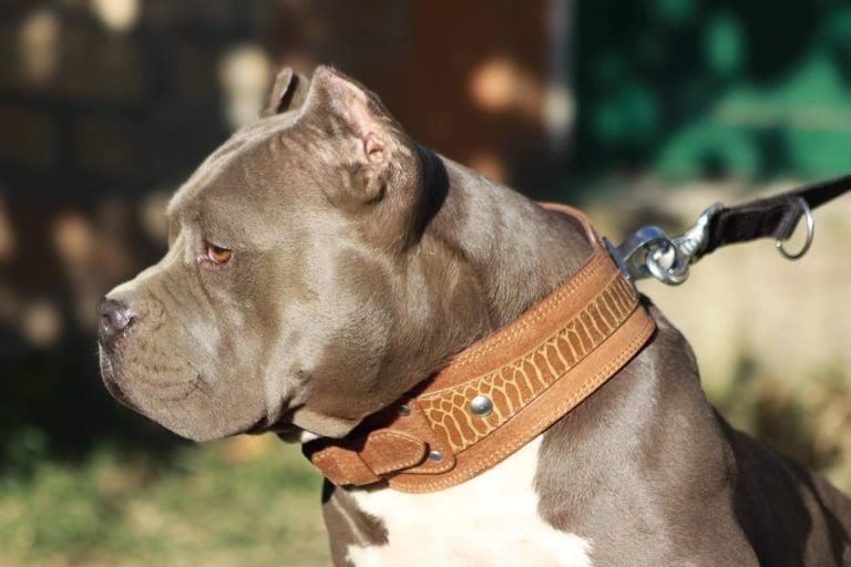 American-bully-