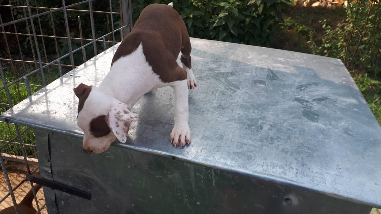 Pitbull-red-nose-štene