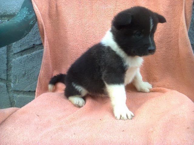 AMERICKA-AKITA-stenad-iz-2-legla