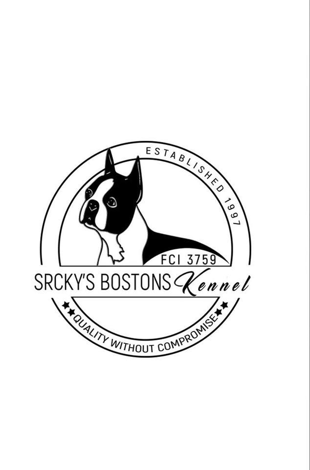 Boston-terijer-stenad