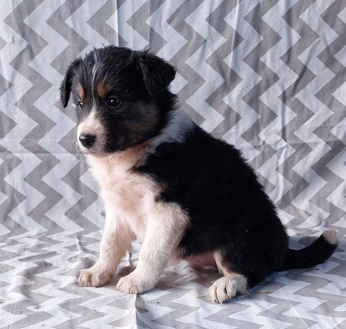 Border-koli-collie-štenci