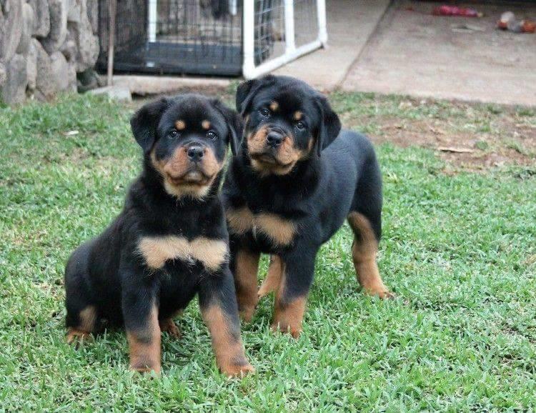 Rottweiler-štenad-na-prodaju