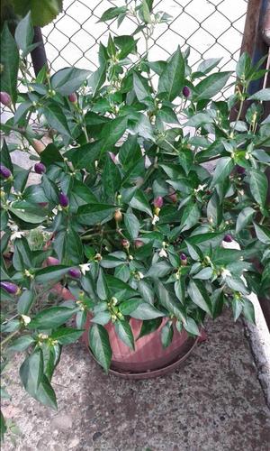 Numex chili seme