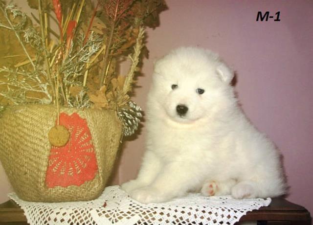 Samojed---stenad-izlozbenog-potencijala