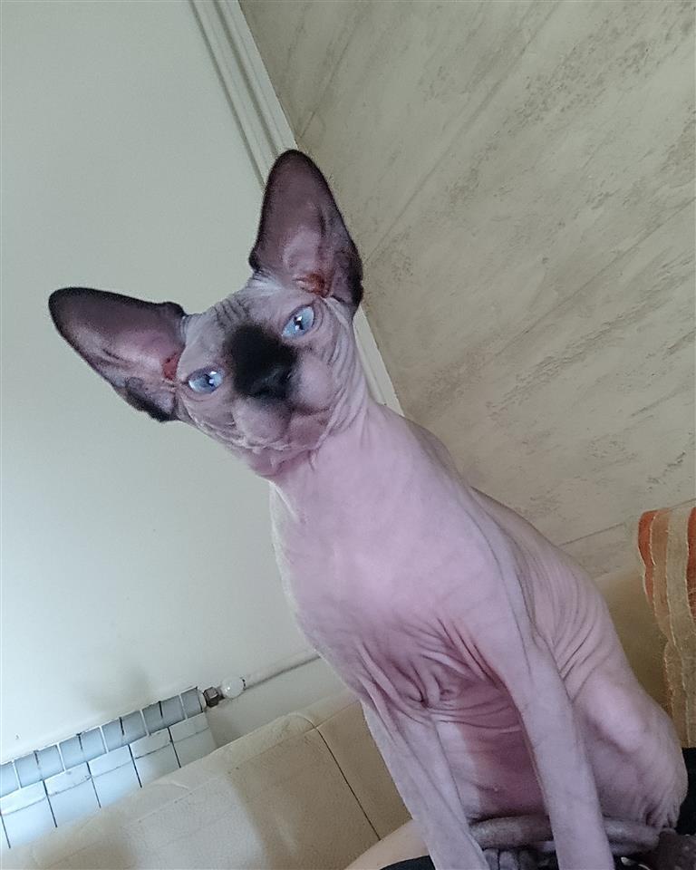 Canadian-Sphynx-
