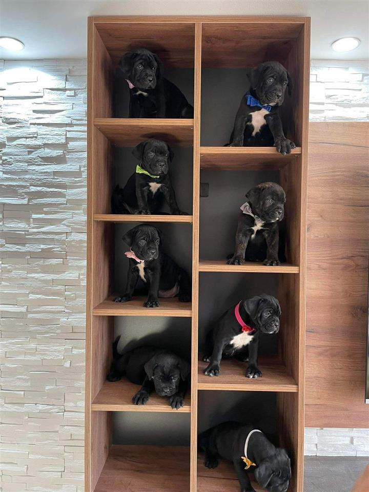 CANE-CORSO-ŠTENCI-NA-PRODAJU