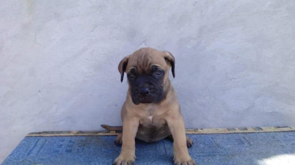 Cane-corso--izlozbeni-stenci