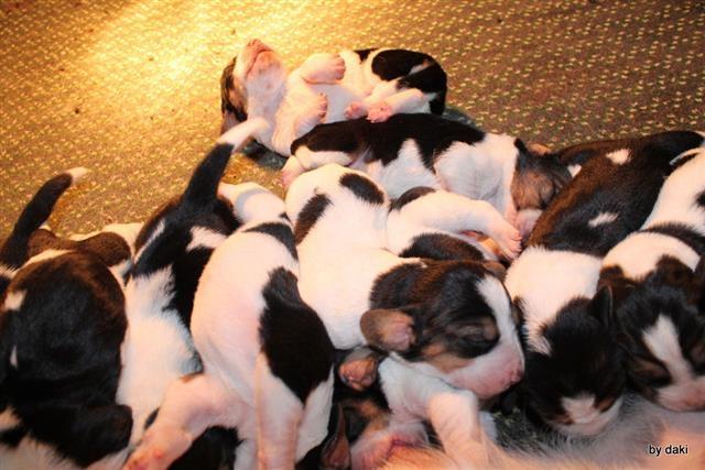 Basset-Hound---baset-stenci