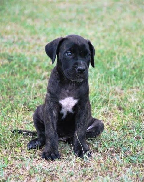Cane-Corso--stenci
