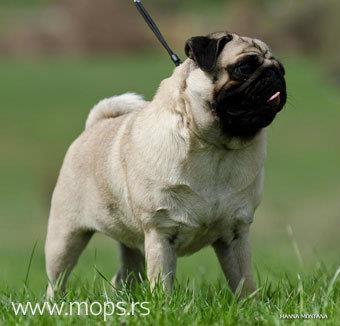 Mops stenci