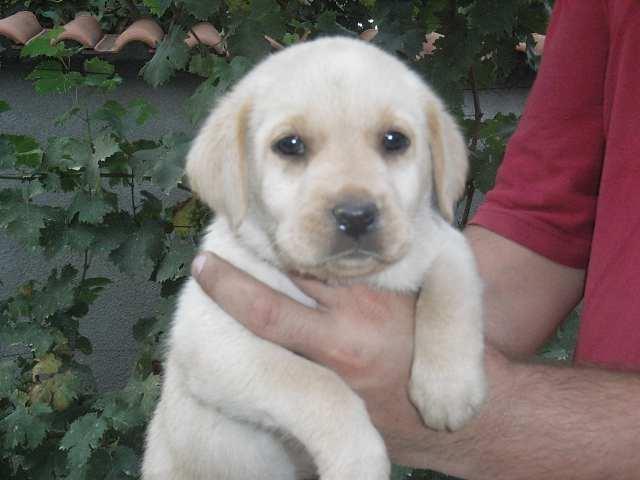 Labrador-retriver-stenad