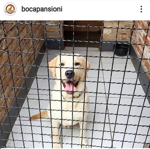 Pansioni za pse Boca