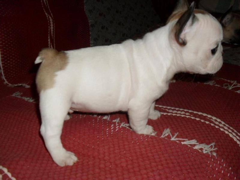 Francuski-Buldog-stenci-