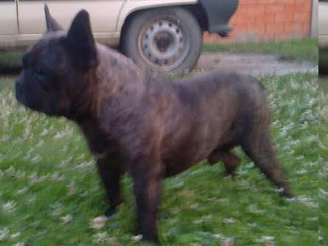 FRANCUSKI BULDOG