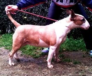 Bull-Terrier-štenci-