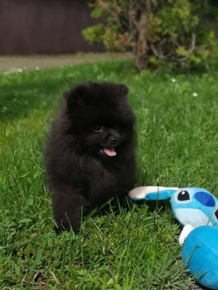 Boo-negric