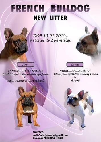 Francuski buldog, odlicnog porekla