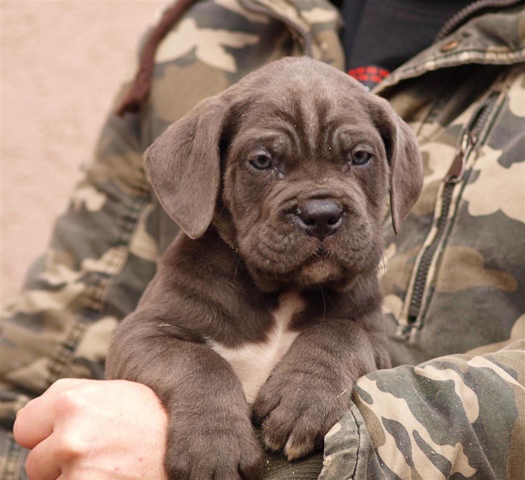 Cane-Corso-Stenci