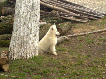 Samojed---ženka