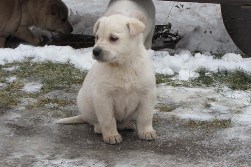 Labrador-retriver-stenad